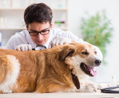 Veteriner kliniğinde Golden Retriever köpeğini muayene eden doktor.