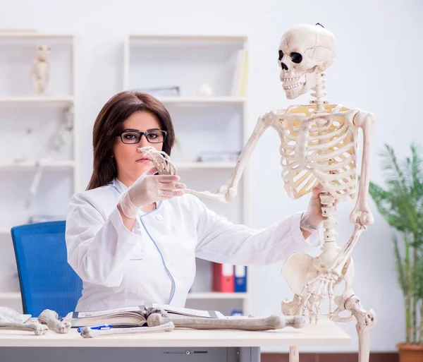 İskelet üzerinde çalışan bir doktor. — Stok fotoğraf