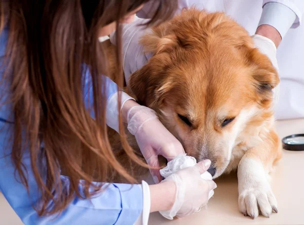 Médico e assistente verificando o cão golden retriever no veterinário cli — Fotografia de Stock