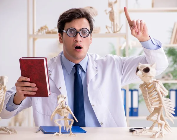 Смешной сумасшедший профессор, изучающий скелеты животных — стоковое фото