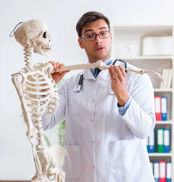 Yong male doctor with skeleton isolated on white — Stock Photo, Image