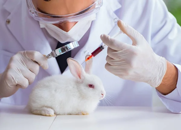 兽医在宠物医院检查兔子 — 图库照片