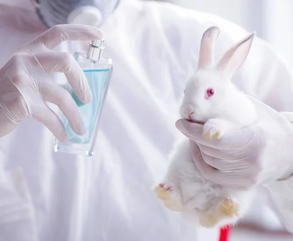 白兔在科学实验中的应用 — 图库照片