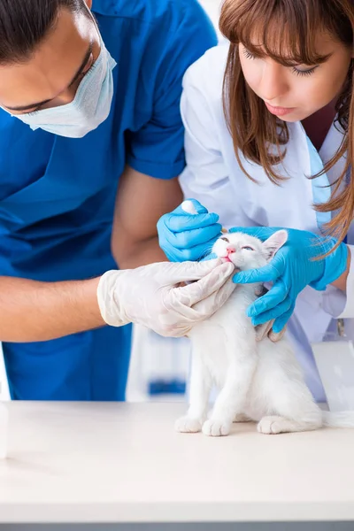 Dois jovens médicos veterinários examinando gato doente — Fotografia de Stock