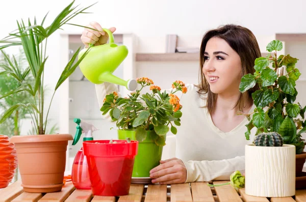 Молодая садовница с растениями в помещении — стоковое фото