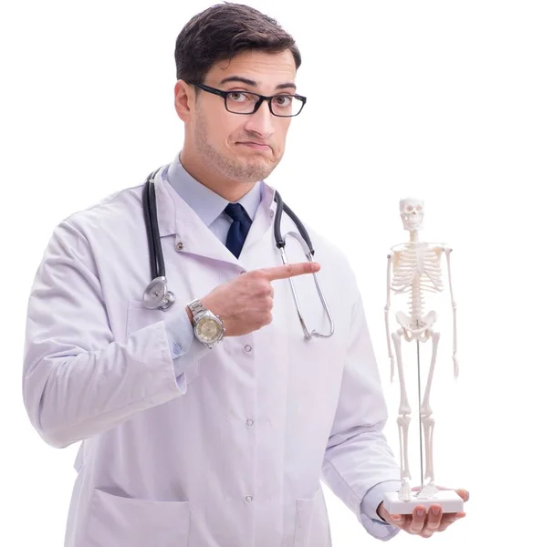 İskeleti beyaz olan Yong erkek doktoru. — Stok fotoğraf