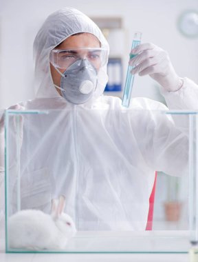 Bilim adamı, laboratuvarda tavşanla hayvan deneyi yapıyor.