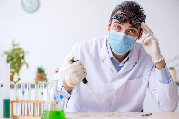 Jonge mannelijke chemicus werkzaam in het lab — Stockfoto