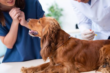 Veteriner doktor Golden Retriever 'ın köpeğini muayene ediyor.
