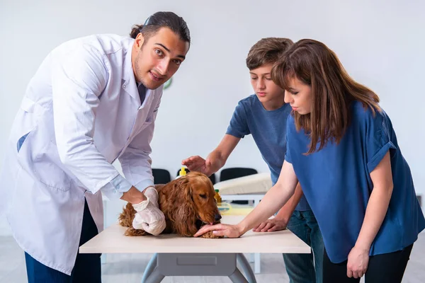 Dierenarts onderzoekt golden retriever hond in kliniek — Stockfoto