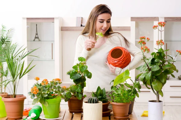 Młoda kobieta ogrodnik z roślin w pomieszczeniach — Zdjęcie stockowe