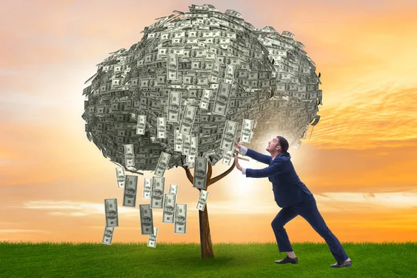 Empresario con árbol de dinero en concepto de negocio — Foto de Stock