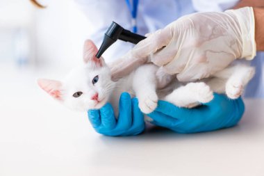 İki genç veteriner hasta kediyi muayene ediyor.