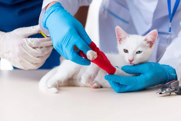 Zwei junge Tierärzte untersuchen kranke Katze — Stockfoto