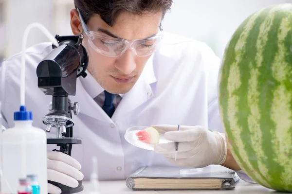科学家在实验室里测试西瓜 — 图库照片