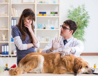 Doktor ve asistan veterinerdeki golden retriever köpeğini kontrol ediyor.