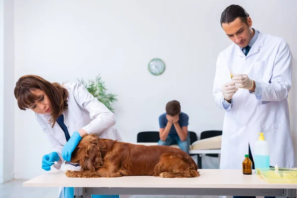 수의사 가 병원에서 골든 리트리버 개를 진찰하고 있다 — 스톡 사진