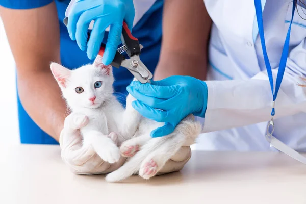 Dva mladí veterináři vyšetřují nemocnou kočku — Stock fotografie