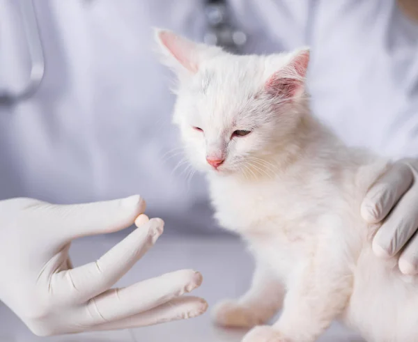 Bílé kotě, návštěva veterináře pro kontrolu nahoru — Stock fotografie