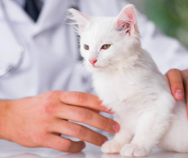 Bílé kotě, návštěva veterináře pro kontrolu nahoru — Stock fotografie