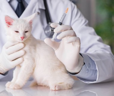 Beyaz yavru kedi kadar onay için veteriner ziyaret