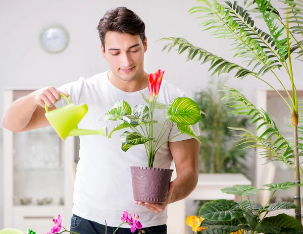 Homem cuidando de plantas em casa — Fotografia de Stock