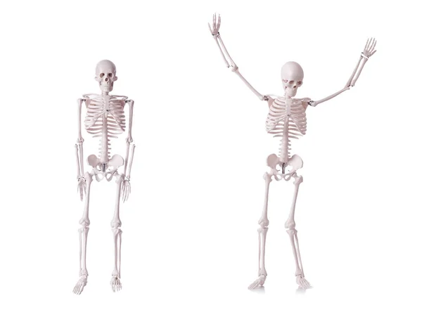 Skeleton isolated on the white background — Stock Photo, Image