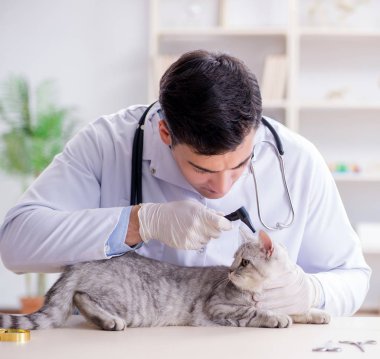 Veteriner hasta kediyi hastanede muayene ediyor.