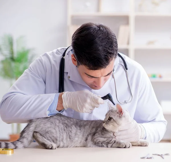 Vet examining sick cat in hospital — Stock Photo, Image