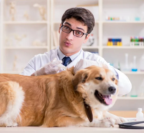 医者調べる黄金の取得犬で獣医クリニック — ストック写真