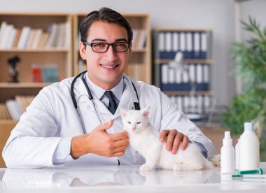 Beyaz yavru kedi kadar onay için veteriner ziyaret
