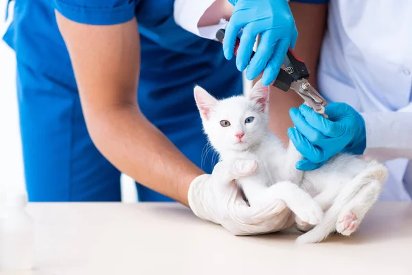 Dois jovens médicos veterinários examinando gato doente — Fotografia de Stock