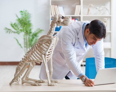 Doktor veteriner köpek iskeleti üzerinde çalışıyor.