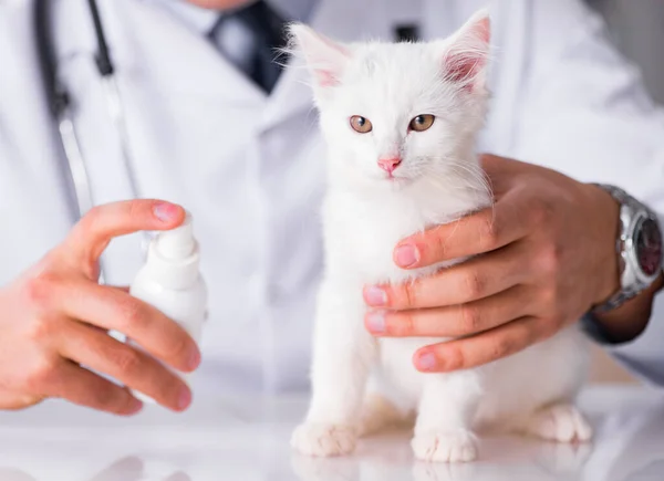 Weißes Kätzchen zur Kontrolle beim Tierarzt — Stockfoto