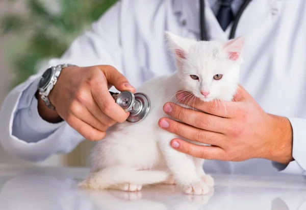 Gatito blanco visitando veterinario para chequear — Foto de Stock