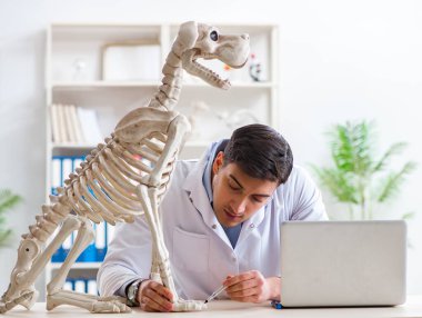 Doktor veteriner köpek iskeleti üzerinde çalışıyor.