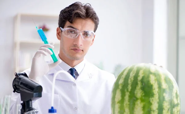 Scientist testing watermelon in lab