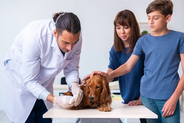 Médico veterinário examinando cão golden retriever na clínica — Fotografia de Stock