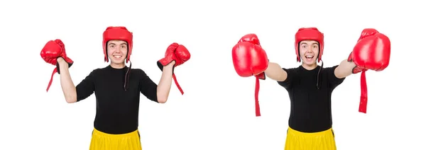 Grappige bokser geïsoleerd op de witte achtergrond — Stockfoto