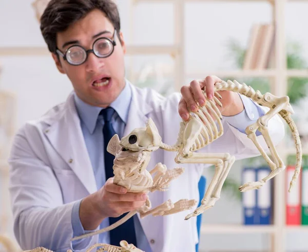 Grappige gekke professor die dierenskeletten bestudeert — Stockfoto