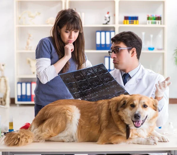 Läkare och assistent kollar upp golden retriever hund i veterinär cli — Stockfoto