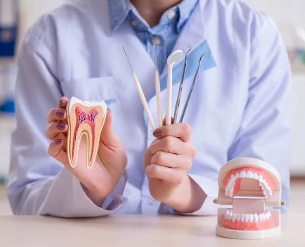 Dentista che pratica il lavoro sul modello dentale — Foto Stock