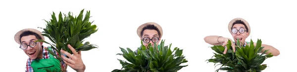 Funny man trimming plans in his garden — Stock Photo, Image