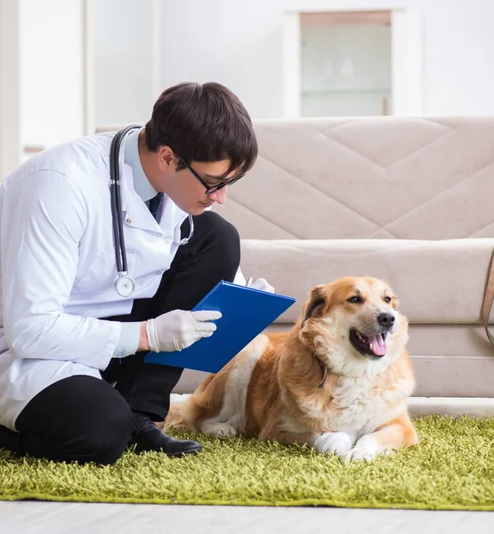 Veterinär läkare undersöker golden retriever hund hemma besök — Stockfoto