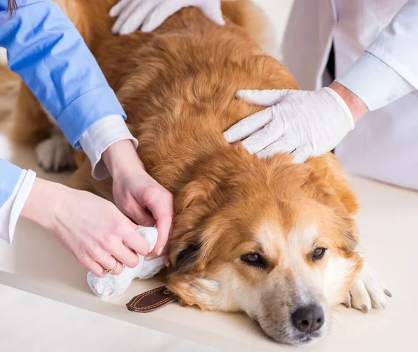 Médico e assistente verificando o cão golden retriever no veterinário cli — Fotografia de Stock