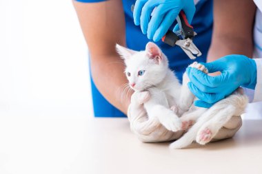 İki genç veteriner hasta kediyi muayene ediyor.