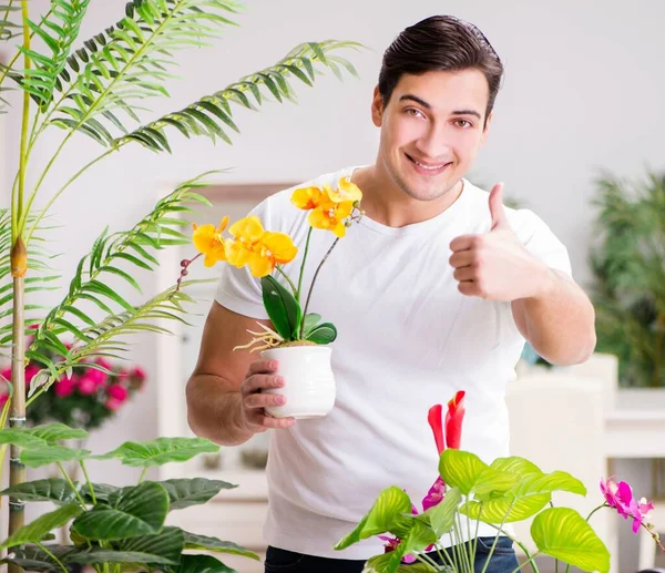 El hombre cuidando las plantas en casa — Foto de Stock