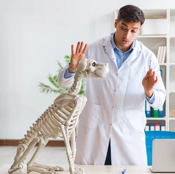 Doctor veterinario practicando en esqueleto de perro —  Fotos de Stock