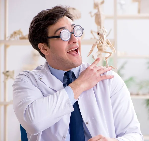 Vtipný šílený profesor studující zvířecí kostry — Stock fotografie