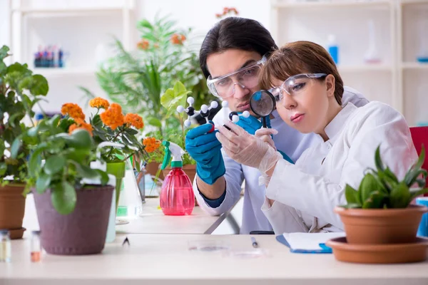 两名年轻的植物学家在实验室工作 — 图库照片